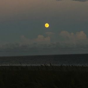 Meet your Posher, Ella